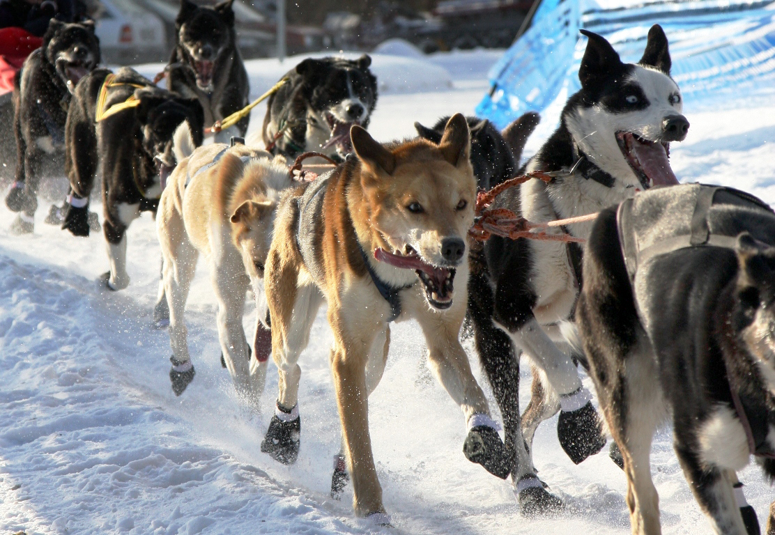 can a alaskan husky live in niger